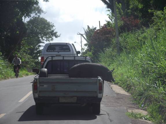 Fiona ultrapassa pampa carregando um enorme porco, em Ubajara - CE (foto de America Sin Fronteras)